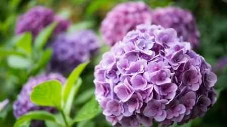 Purple Flowers - wonderful, flower, purple, garden