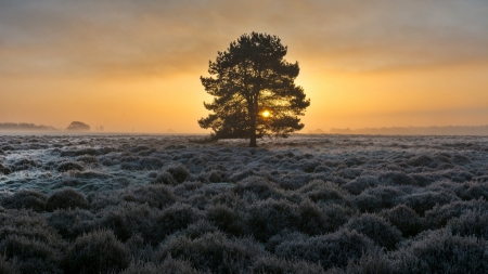 Sunset - sunset, nature, tree, amazing