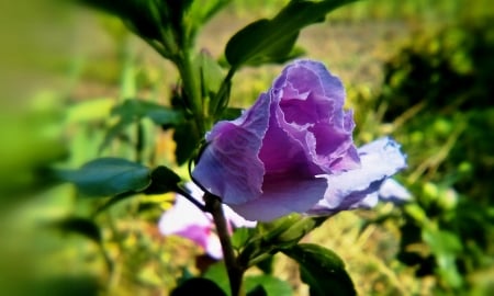 Purple love - flower, purple, amazing, garden