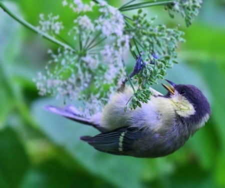 Cute Bird - bird, animal, flower, nature