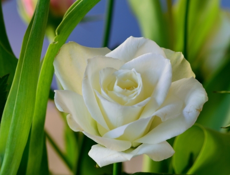 White Rose - amazing, flower, rose, white