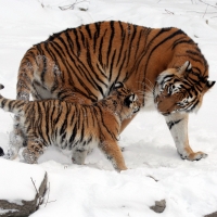 Mother tiger with her cub