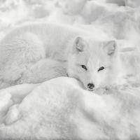 Arctic fox
