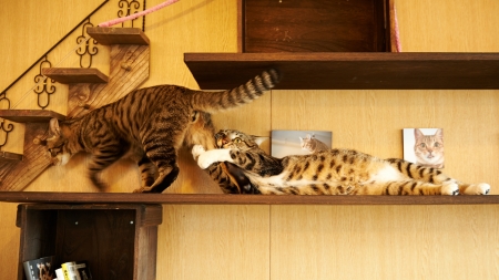 :D - shelves, animal, funny, situation, pisici, couple, cat