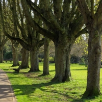 Old Trees in Park