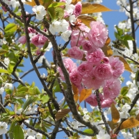 Flowering Trees