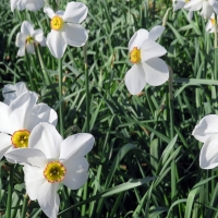 Daffodils
