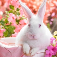 Cute "Easter" bunny