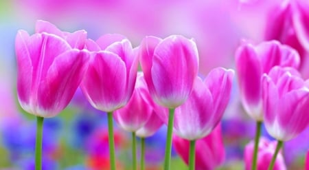 Vivid colors - flowers, tulips, nature, spring, wallpaper