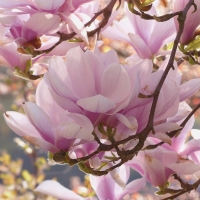 Magnolia