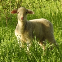 Lamb