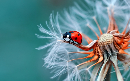 Ladybug on Dandelion - beetle, photography, flower, macro, insect