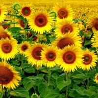 Sunflowers