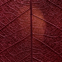 Red leaf texture