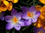 Crocuses