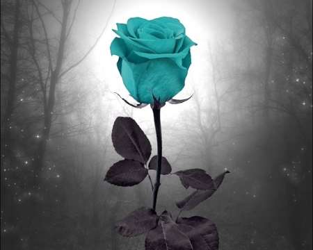 Eternal Blue Rose - blue, flower, rose, roses