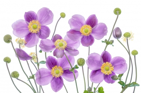 Anemones - anemone, white, pink, flower