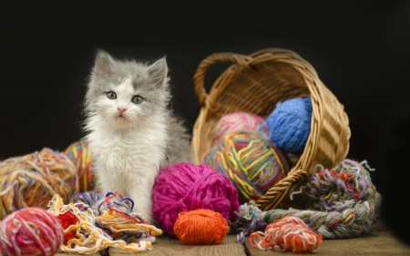 Kitten - wool, basket, animal, kitten, cute, pisici, cat