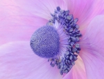 Anemone