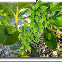 FROGS ON LEAVES