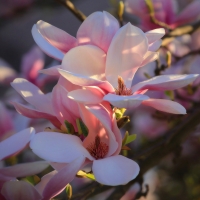 Magnolias