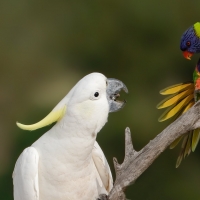 Big Jeltuhay Cockatoo and Rainbow Lorikeet