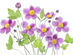 Anemones