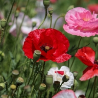 Poppies