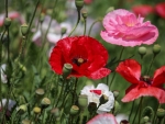 Poppies