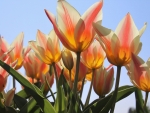 Colourful tulips