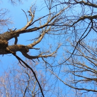 Tall Trees, Blue Skies