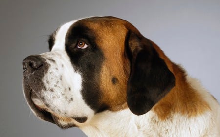 Beethoven (St. Bernard Dog)