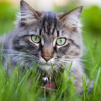 CUTE KITTY