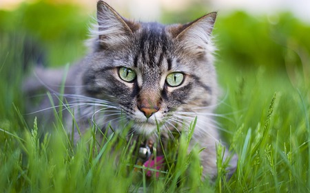 CUTE KITTY - field, cat, cute, grass