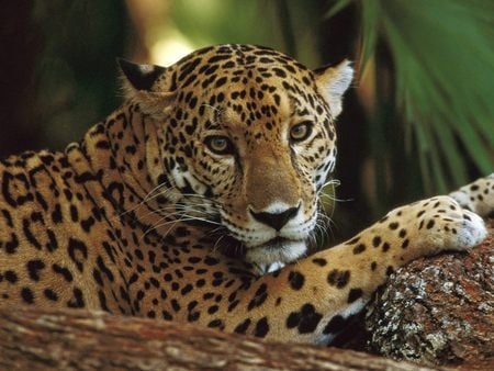 Leopard - cat, wild