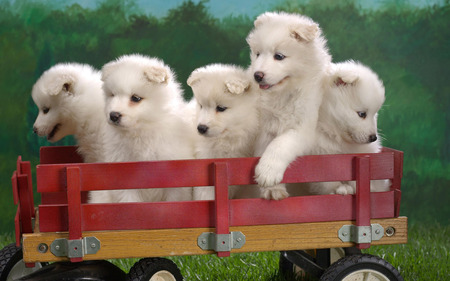 BEAUTIES ON A RIDE - white, ride, cute, puppies