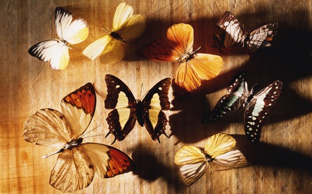 BUTTERFLY COLLECTION - collection, multiple, butterflies