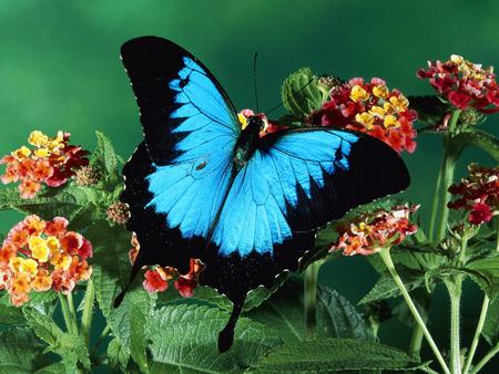 BUTTERFLY - nature, blue, fly, flower, butter