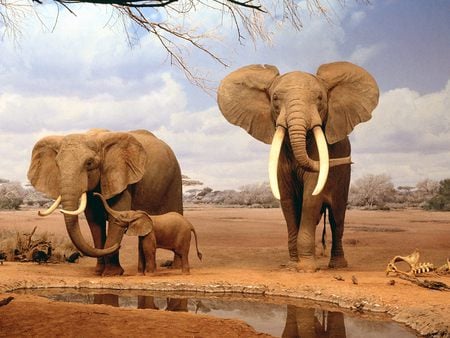 African Elephant - water, photo, africa, elephant, dry, huge, mamoth