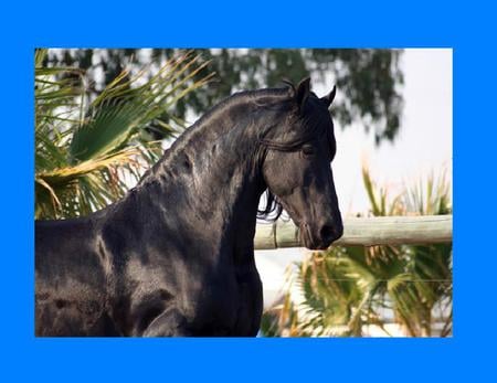 Beautiful Erwin Strutting His Stuff - strutting stuff, erwin, friesian, horses, horse, horse beauty, beautiful, perdeprag, stallion