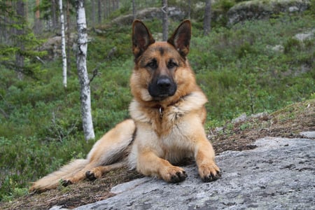 Fritz - the german shepherd