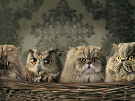 cats - animals, cats, owl, basket, funny