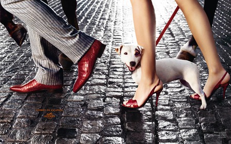 hermes - red, shoes, dog, fashion