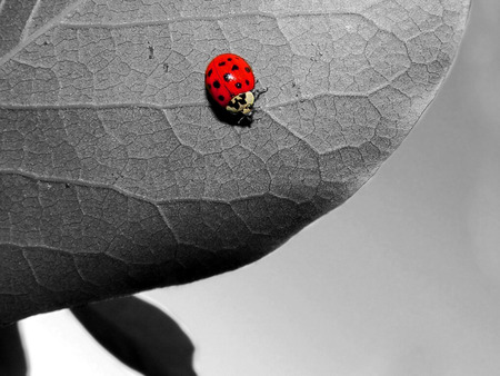 ladybug - black, red, ladybug