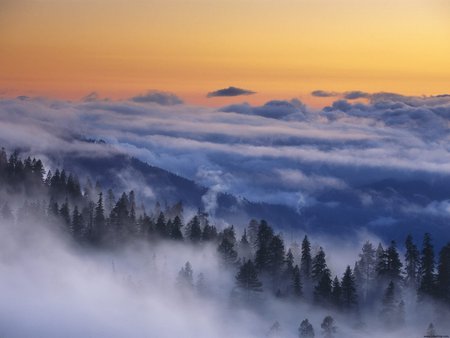 Forest in Fog at Dusk After a Thunderstorm