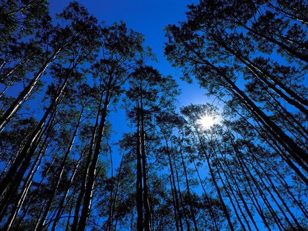 Quaking Aspen Grove - trees, nature