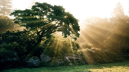 Oak Sunshine - beauty, amazing, cool, warm, lovely, fascianting, brightness