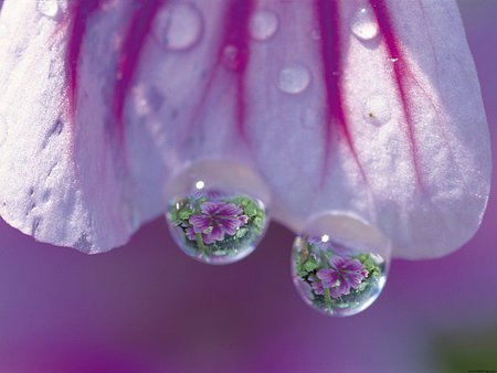 Tree Mallow Obuchizawa  - purple, trees, nature