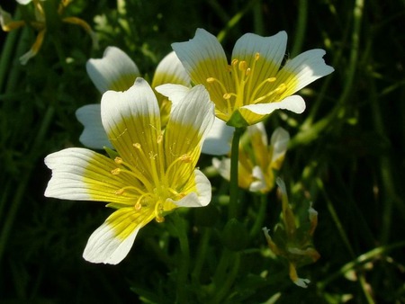 flower - cute, flower, yellow