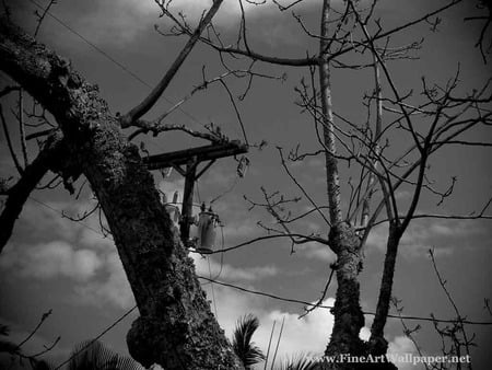 black forest - black, forest, trees